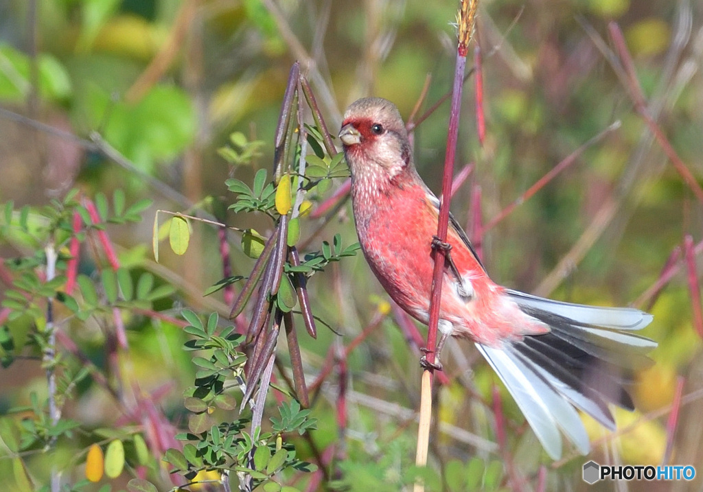 元気なベニマシコ君③