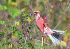 元気なベニマシコ君③