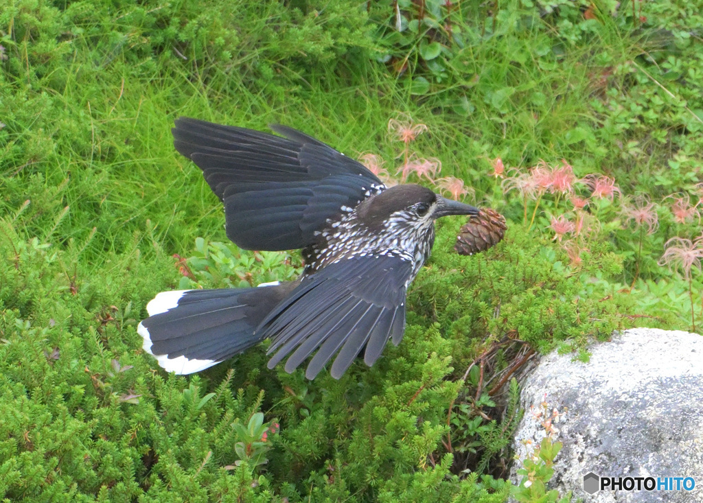 ホシガラス2024③