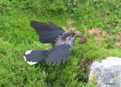 ホシガラス2024③