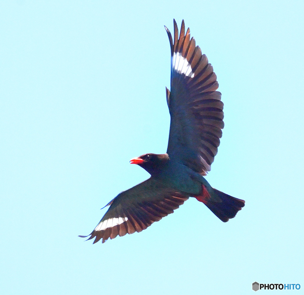 ７月のブッポウソウ⑫