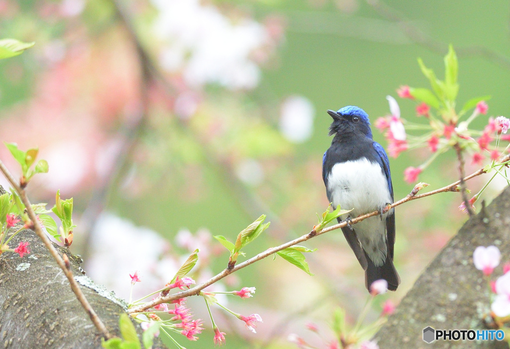 桜にオオルリ♂Ⅴ