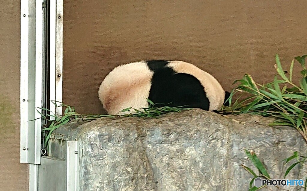 ウソみたいだろう、コレ、パンダなんだぜ(^_^;)