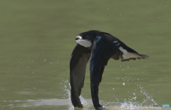 ハリオアマツバメ㊵