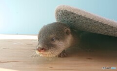 カーペットの下からコンニチハ