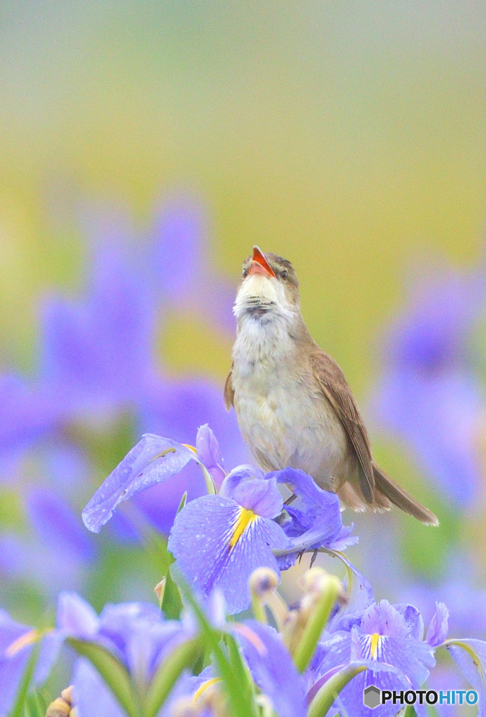 菖蒲にオオヨシキリ㉓