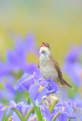 菖蒲にオオヨシキリ㉓