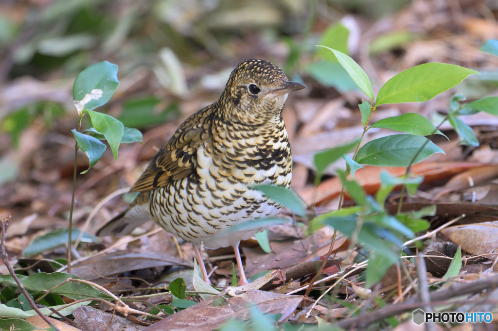 トラツグミ2023④