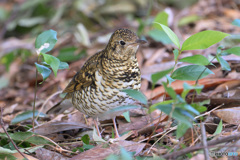 トラツグミ2023④