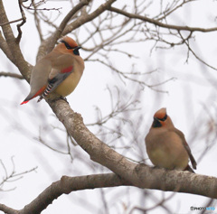 ヒレンジャク2022④