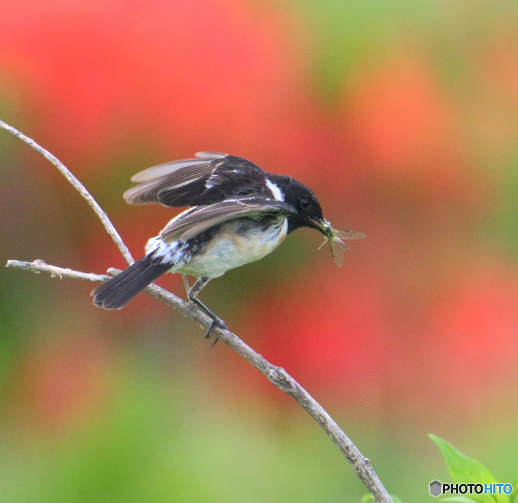 レンゲツツジにノビタキ⑨