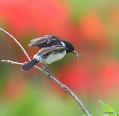 レンゲツツジにノビタキ⑨