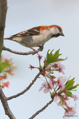桜にニュウナイスズメ⑮