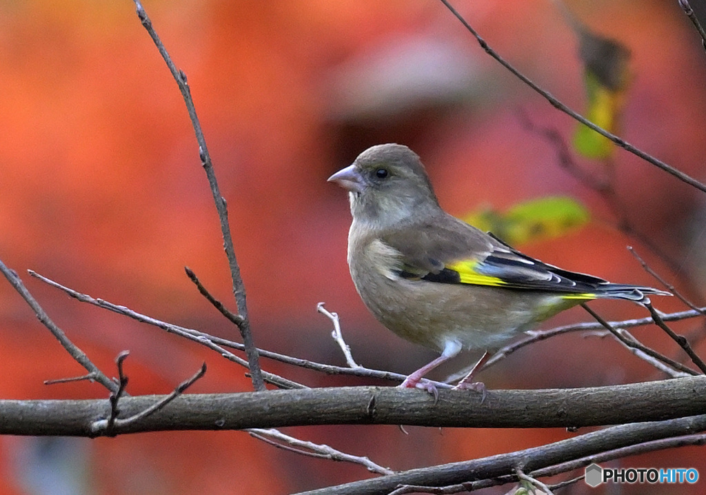 在庫のカワラヒワ