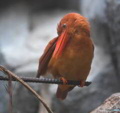 上野のリュウキュウアカショウビン④