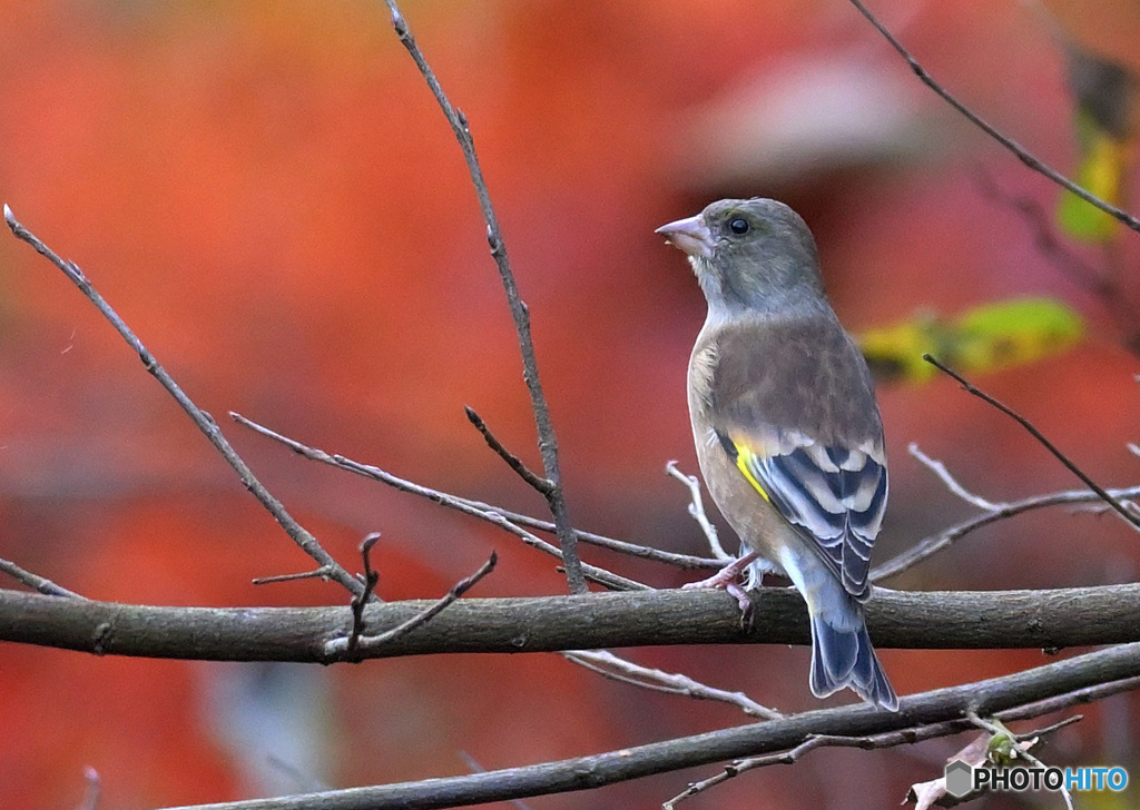 紅葉にカワラヒワ