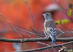 紅葉にカワラヒワ