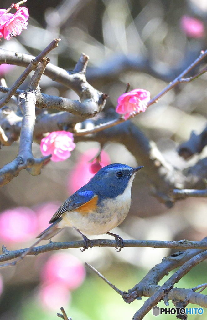 梅にルリビタキ