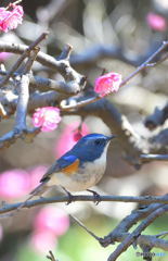 梅にルリビタキ