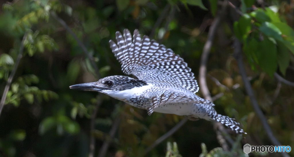 在庫のヤマセミ