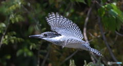 在庫のヤマセミ