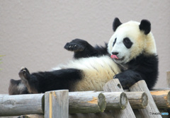 舌ペロ招き熊猫