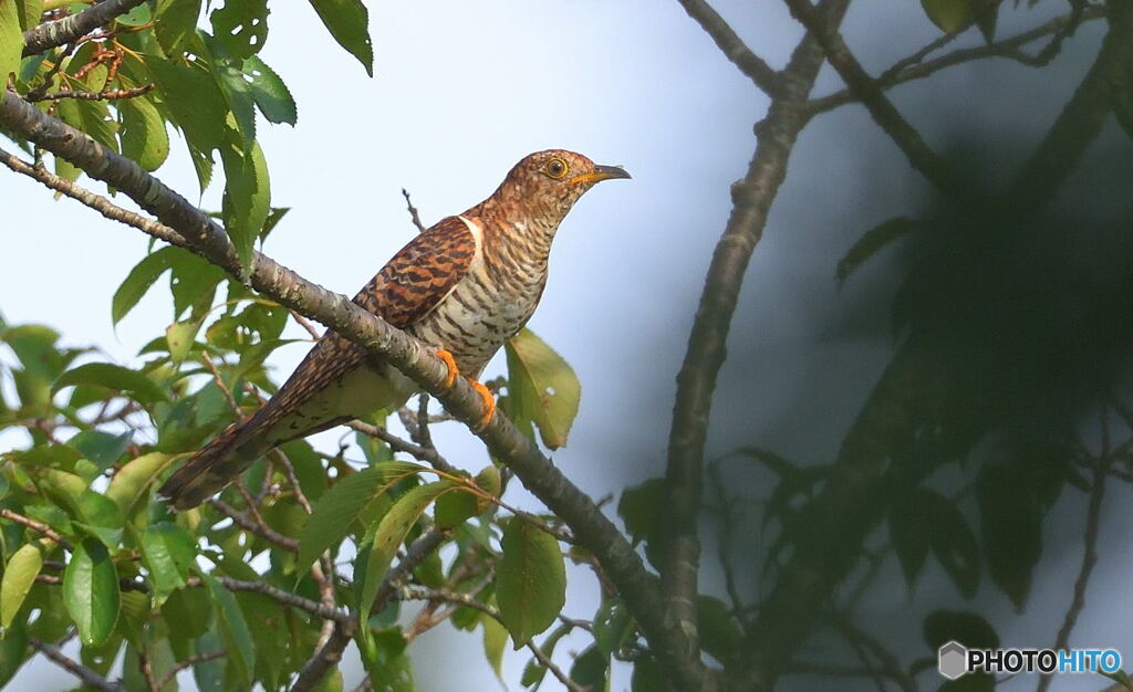 シャア専用(^_^;？)ツツドリ