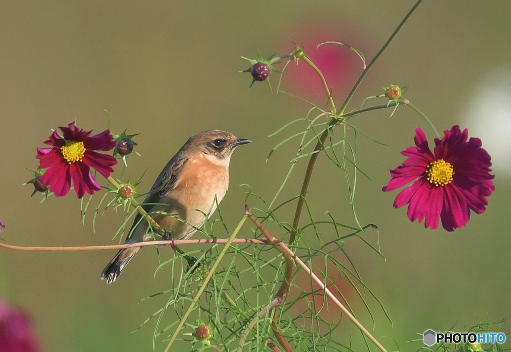 秋桜にノビタキ㉖