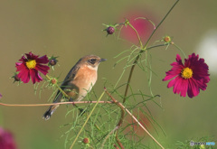 秋桜にノビタキ㉖