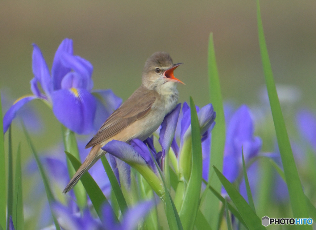 オクラレルカにオオヨシキリ2024⑤