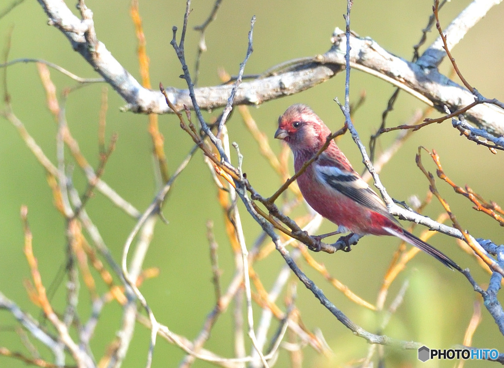 流し目ベニマシコ君