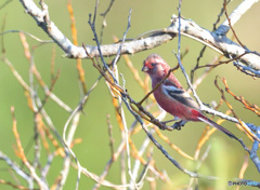 流し目ベニマシコ君