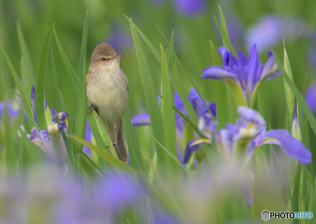 オクラレルカにオオヨシキリ⑲