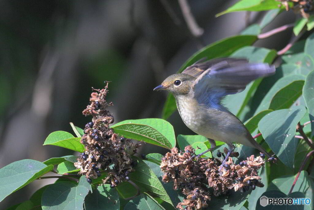 元気なキビタキ♀
