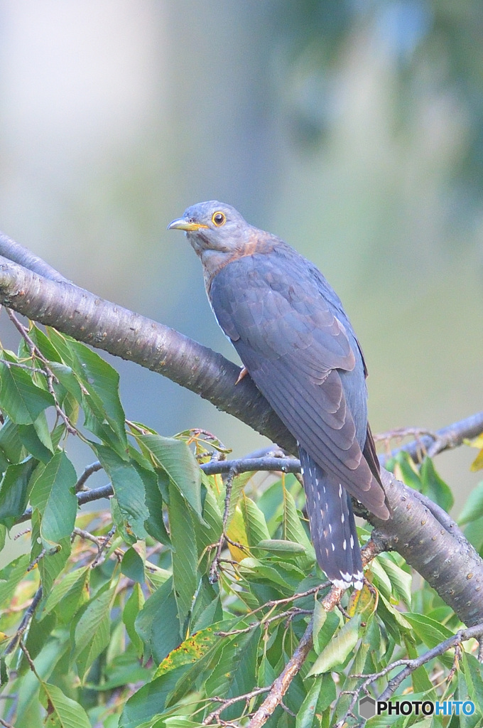 見返りツツドリ