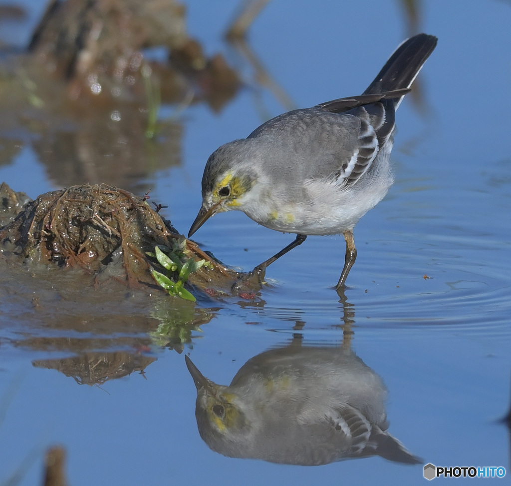 水鏡のキガシラセキレイ