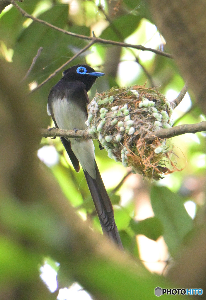 在庫のサンコウチョウ君