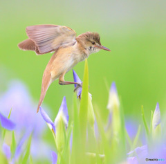 花菖蒲にオオヨシキリ②