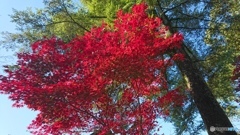 紅葉撮影でスマホデビュー