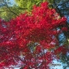 紅葉撮影でスマホデビュー