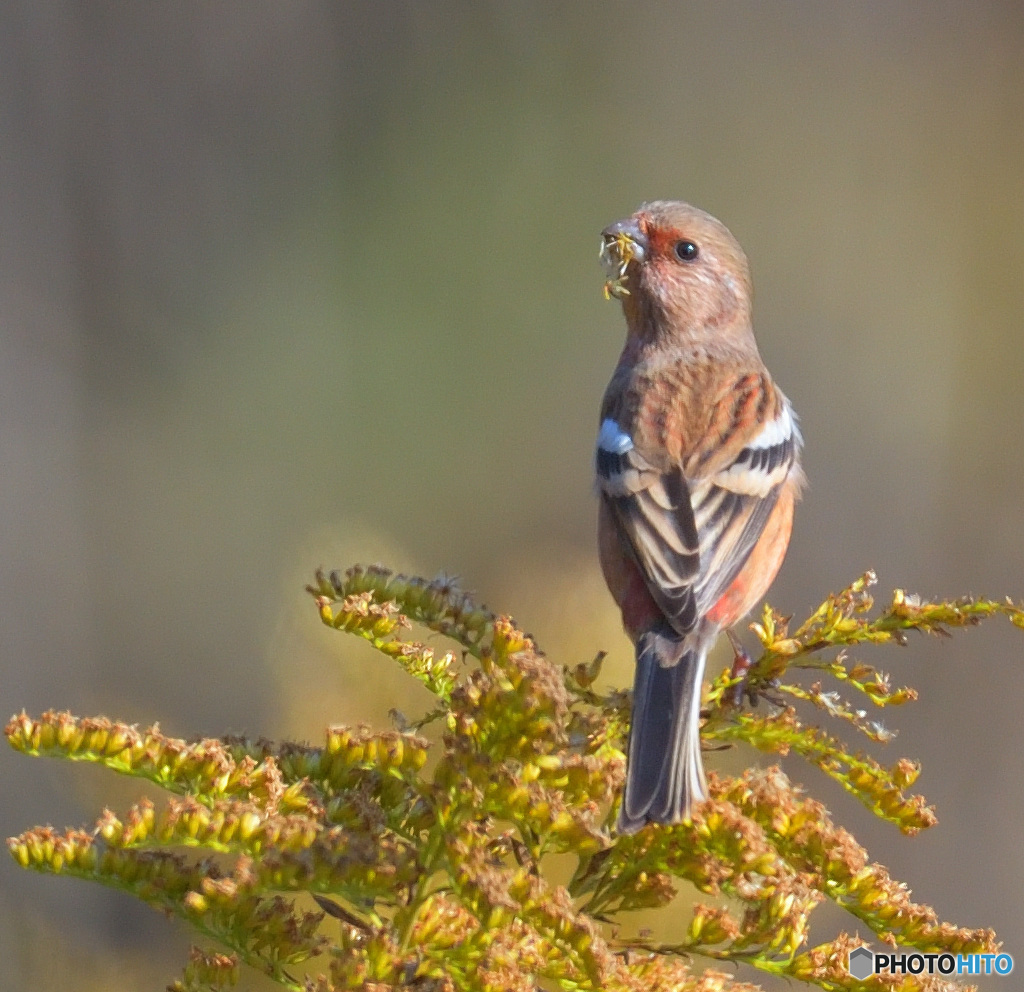 見返りベニマシコ