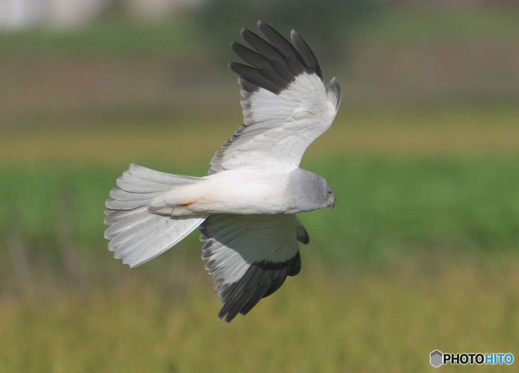 ハイイロチュウヒ⑭