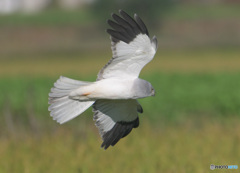 ハイイロチュウヒ⑭ ハイイロチュウヒ⑭