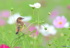 秋桜にノビタキⅥ