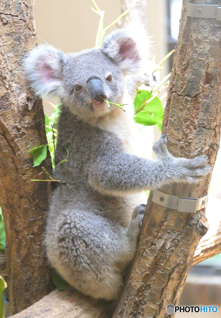 明訓高校の岩鬼って知ってますか？