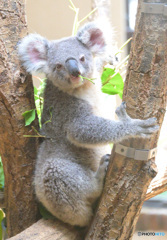 明訓高校の岩鬼って知ってますか？