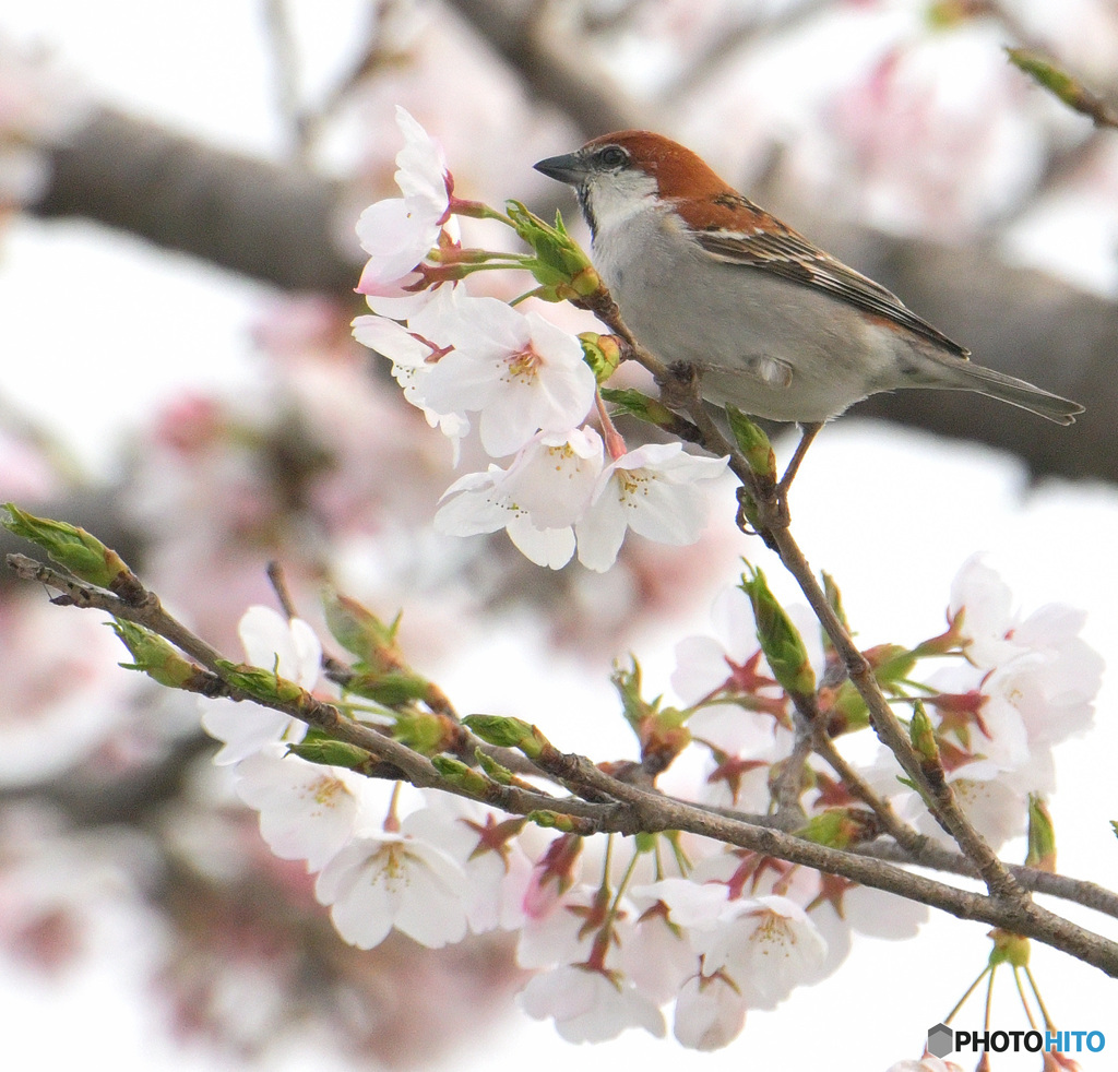 桜にニュウナイスズメ④
