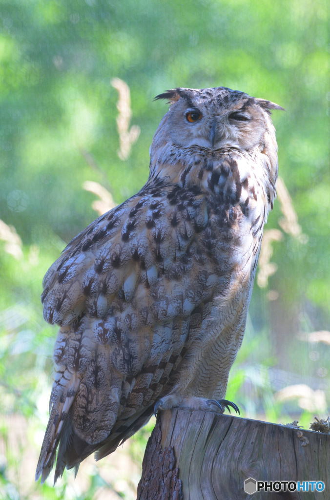 ウインク