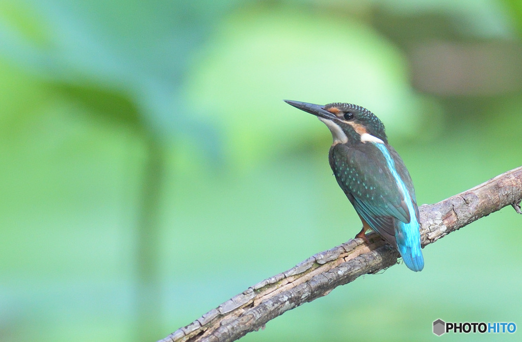 カワセミの幼鳥さん