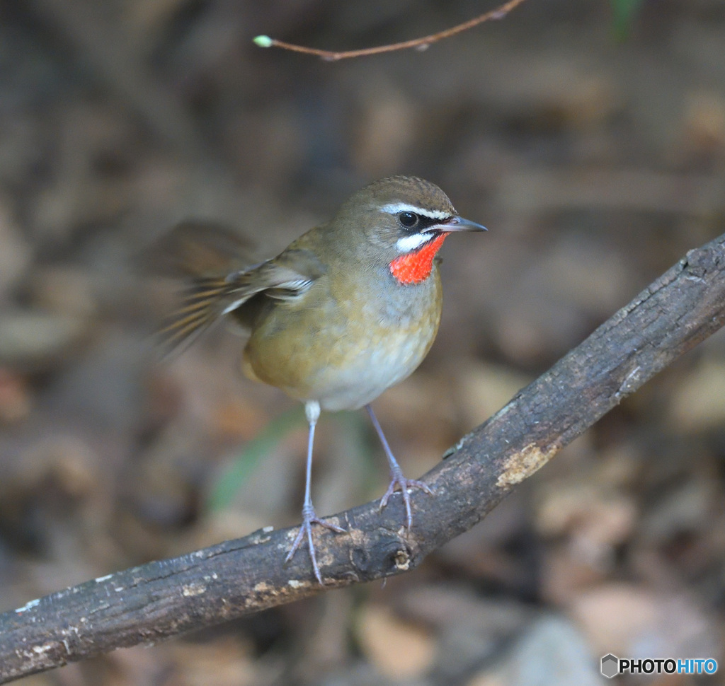 元気なノゴマくん④
